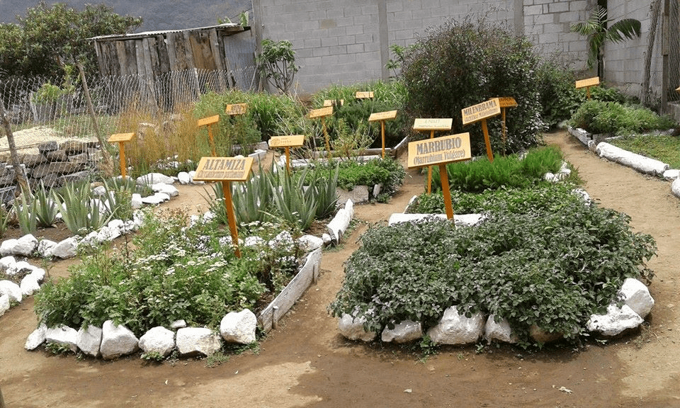 An allotment divided into sections with labels of what is grown there.