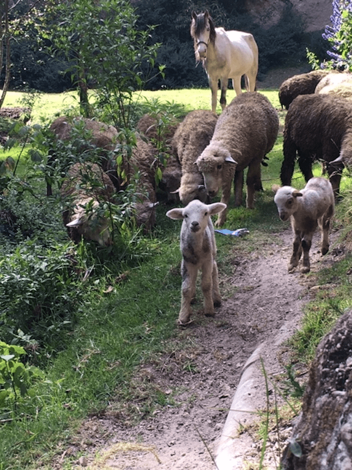 Sheep herd near the traditional town Santa Cruz la Laguna.