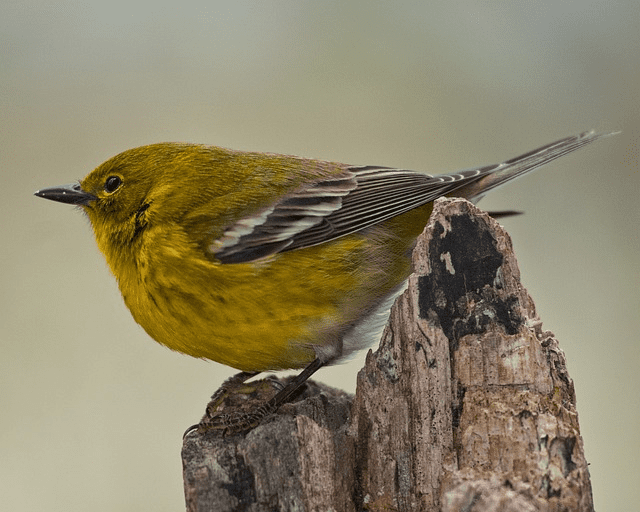 Golden-cheek warbler resting on a tree stump.