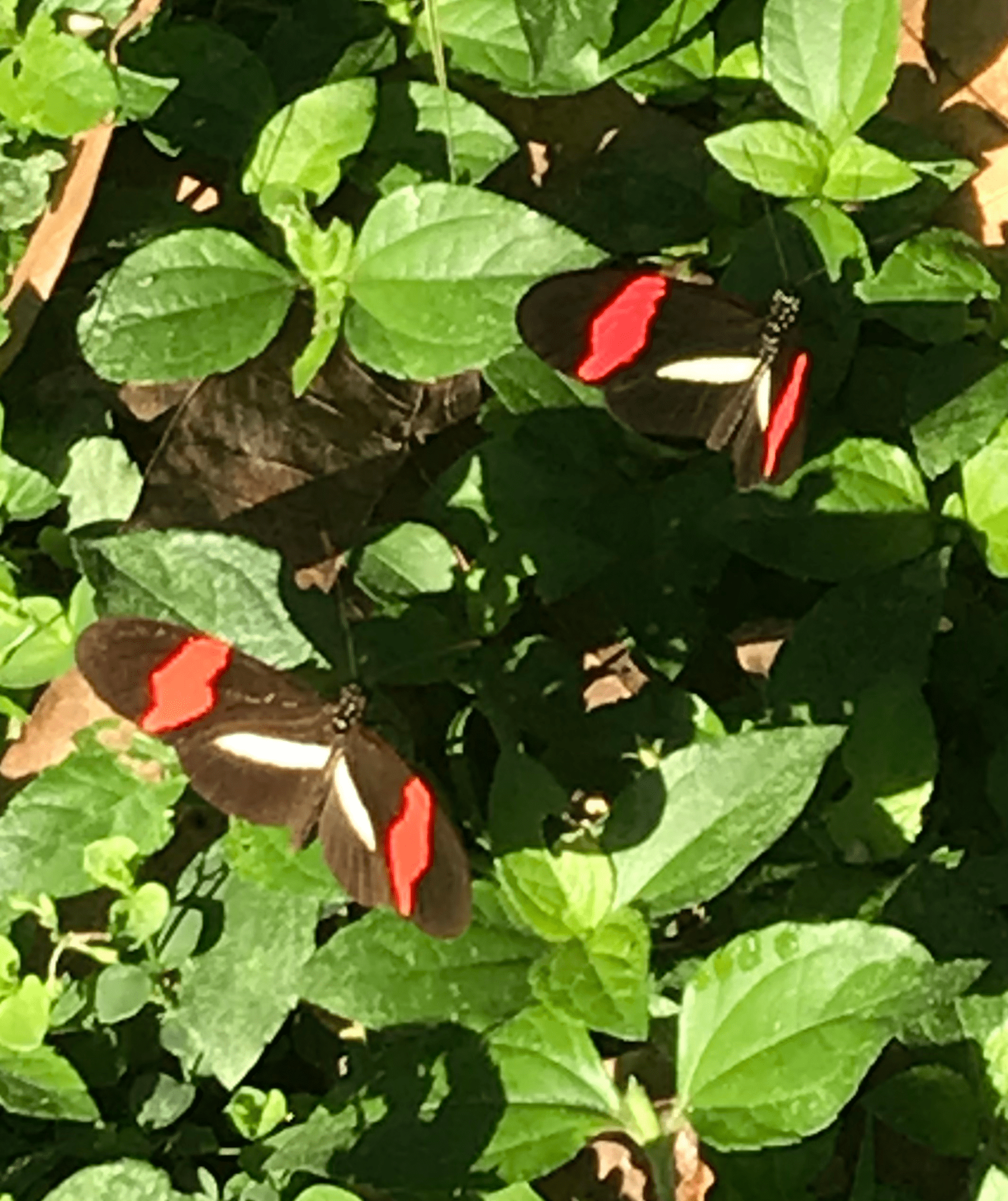 See thousands of butterflies at the Butterfly house.