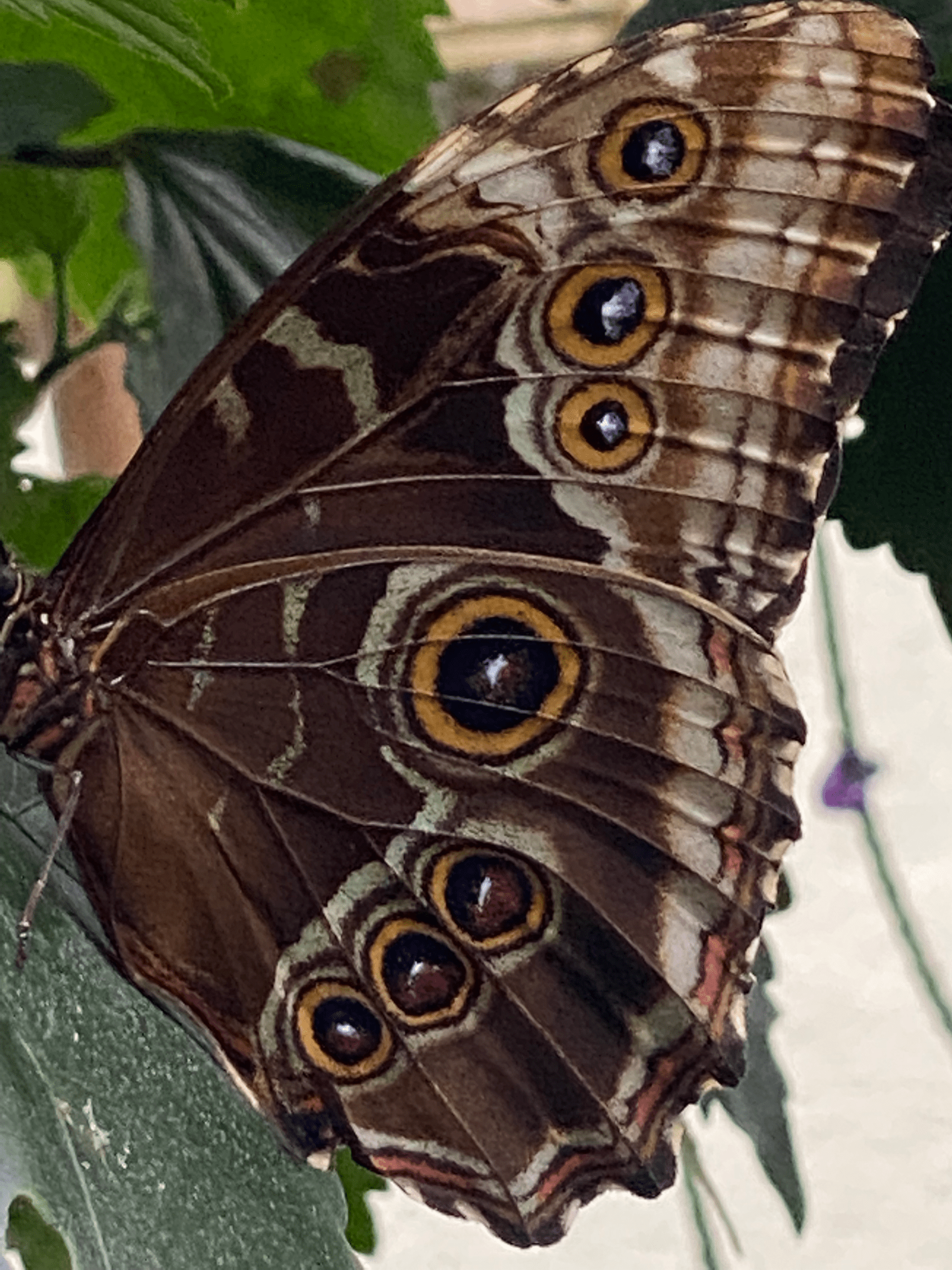 Blue morph butterfly.