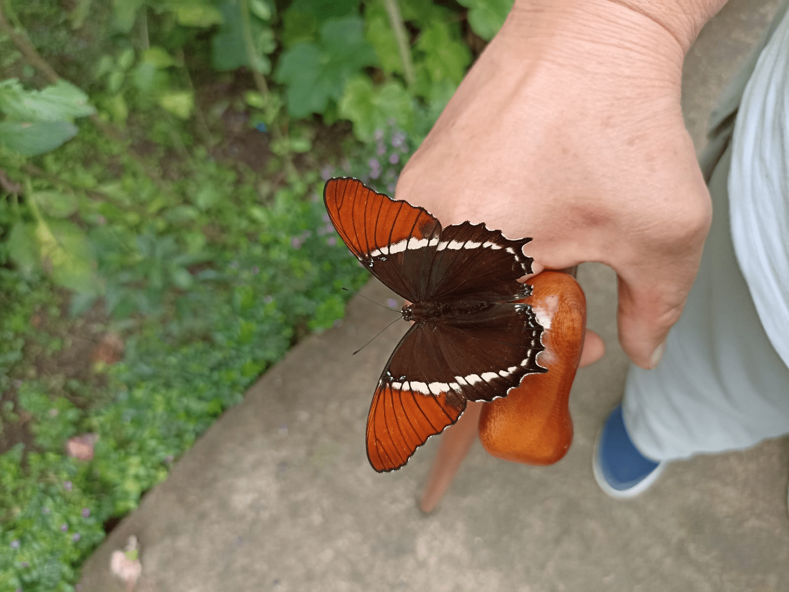 Butterflies flitter all around you as you walk through the butterfly geodome.